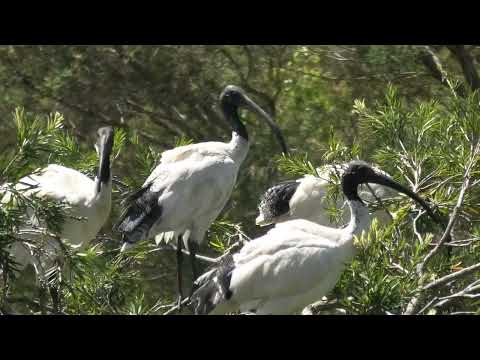 Australian White Ibis 74