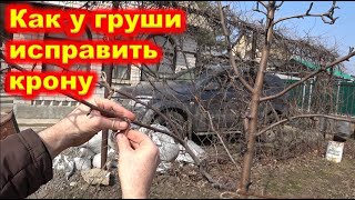 Как ИСПРАВИТЬ крону ГРУШИ если ветвей мало и растут вверх.