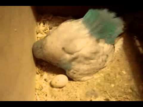 Video: Jak andulky kladou vajíčka?