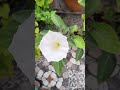 This isn't just a flower, it's a blessing from mahadev🌸  #dhatura #terracegardenindia