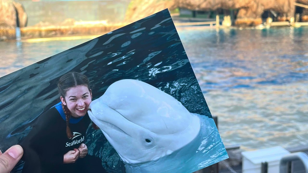 SWIMMING WITH BELUGA WHALES | REVIEW | Seaworld San Diego