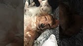 臭い犬にファブリーズをかけたらどうなるか 洗っていないくさい犬のような匂いにファブリーズは効果があるのでしょうか Youtube