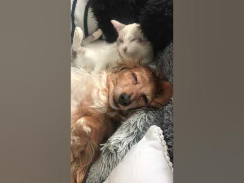 犬の口が臭くてフレーメン反応してしまう子猫 Youtube