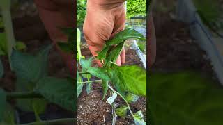 Top Tip: Train Tomato Plants Vertically With String for Bigger Harvests