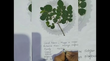How to make a herbarium file/practical work