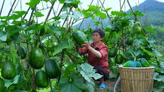 南瓜长得像西瓜，阿嬷摘10几个做4道菜，鲜甜脆嫩酸辣下饭｜Tender pumpkin