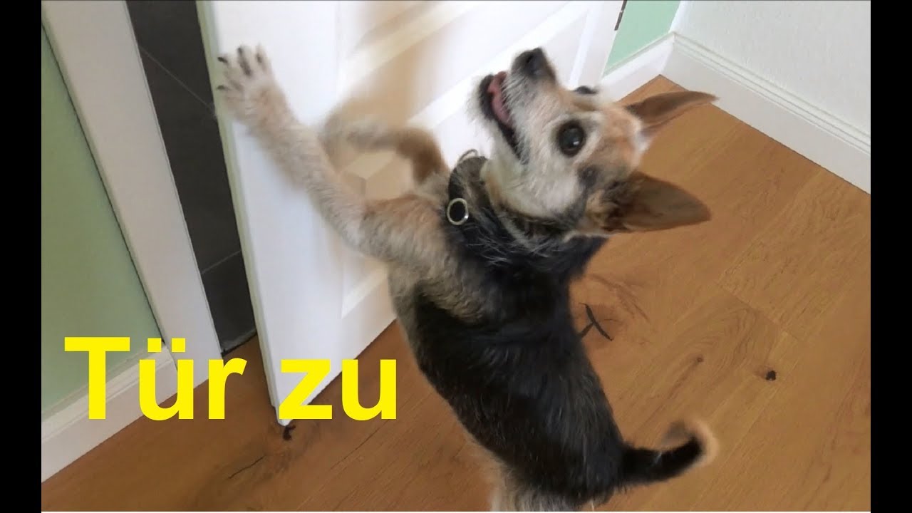 Hund Dreht Mir Den Rücken Zu Tutorial Tür zu Hund macht Tür zu Hund lernt die Tür zu schließen Tür