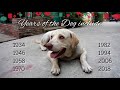Chinese New Year: The Year Of The Dog