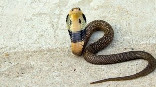 Baby Cobra snake | വീട്ടിൽ വന്ന മൂർഖൻ കുഞ്ഞ്
