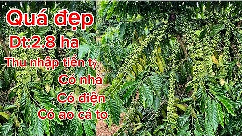 Vào xem chỉ có mê dt:2,8 ha ôm mặt đường nhựa nguồn thu nhập cao có nhà có điện có ao riêng 