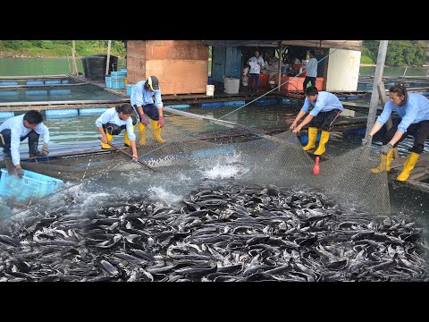 Modern method in Raising Catfish - The booming Catfish business in the Philippines!!