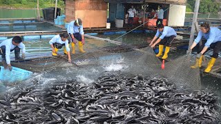 Modern method in Raising Catfish  The booming Catfish business in the Philippines!!