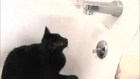 Watch the video about Cat in the Bathtub