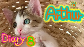 ~Going Home~ Tiny Rescue Kitten turned into the Great Cat Arthur by Arthur the Great Cat 800 views 5 days ago 4 minutes, 13 seconds