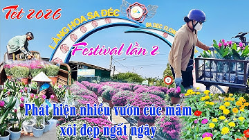 Làng hoa Sa đéc tết 2026 | Phát hiện nhiều vườn cúc mâm xôi "khủng" đẹp ngất ngây