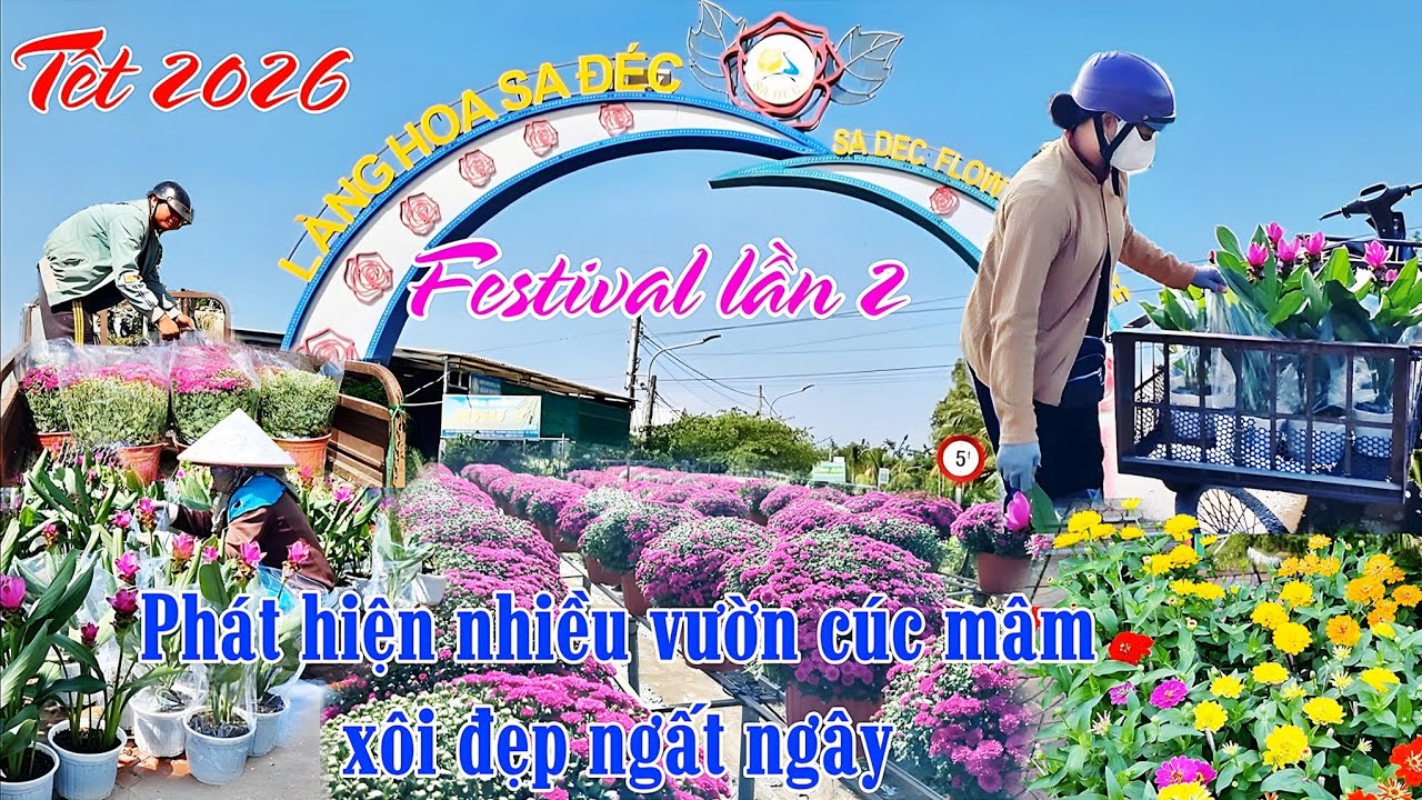 Làng hoa Sa đéc tết 2026 | Phát hiện nhiều vườn cúc mâm xôi 