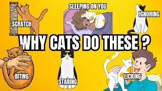 The Meaning Behind 14 Strangest Cat Behaviors | Topissimo Animals