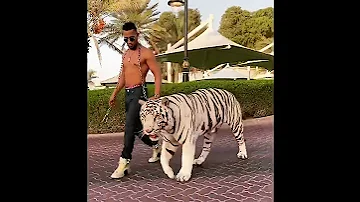 تجوال محمد رمضان مع النمر الابيض 