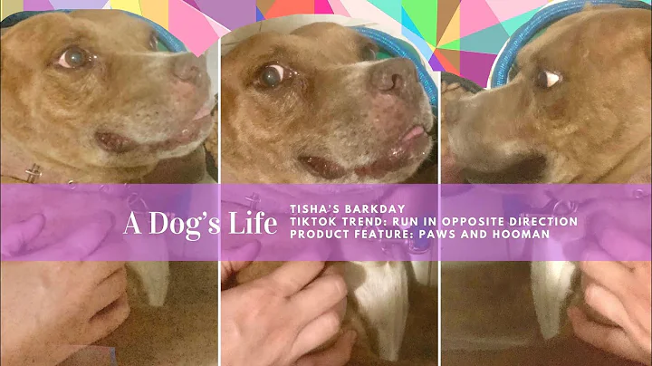 A Dogs Life | Run in Opposite Direction Tiktok Tre...