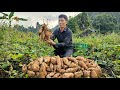 Harvesting Sweet Potatoes Bring it to the market to sell - Chayote Gardening