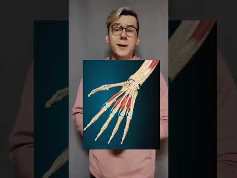 САМАЯ СИЛЬНАЯ МЫШЦА ПРЕДПЛЕЧЬЯ - ГЛУБОКИЙ СГИБАТЕЛЬ ПАЛЬЦЕВ