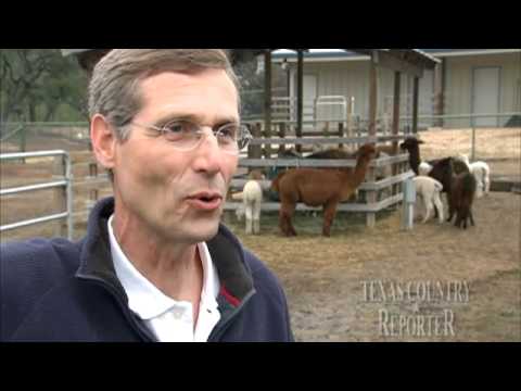 Hill Country Alpacas