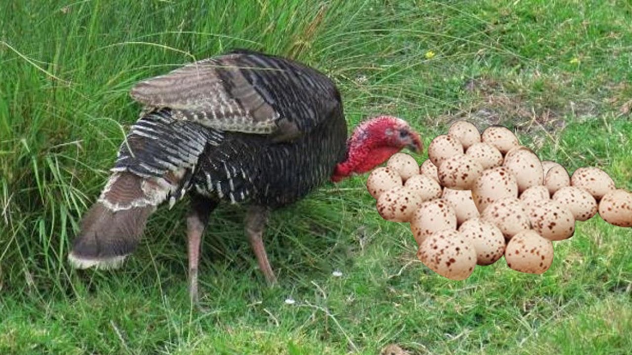 hatching eggs turkey Midget