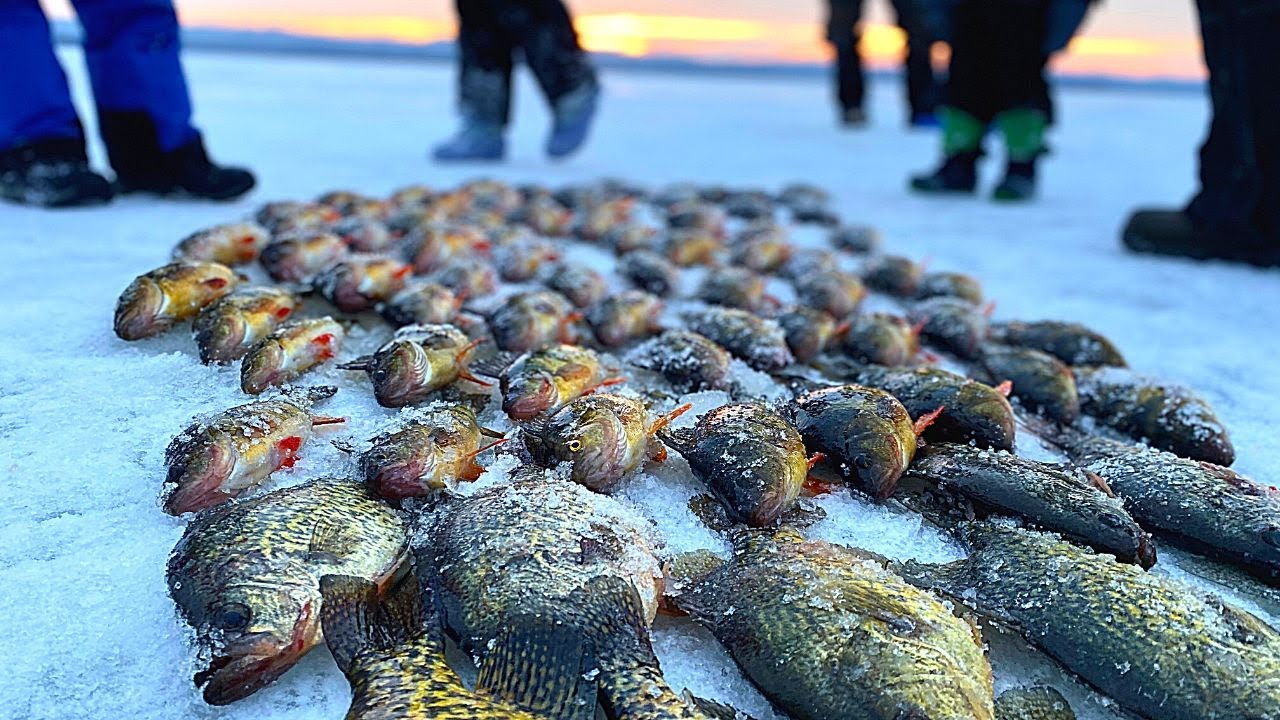 100 FISH DAY Ice Fishing Mississippi River {Perch, Crappie, Bluegill