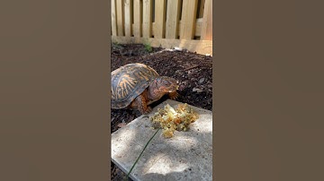 Makinh Sure Blondie Eats #easternboxturtle #reptile #turtlelife #education