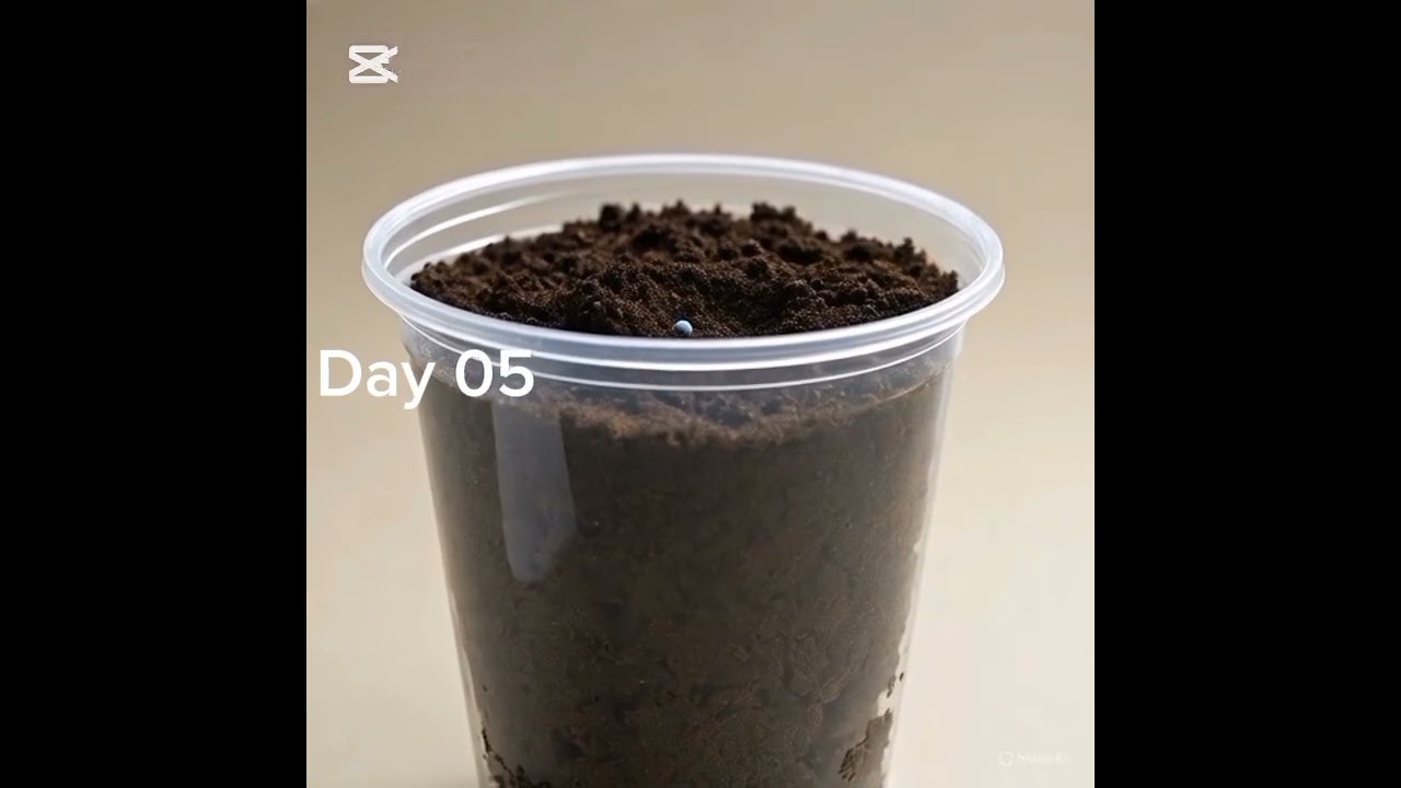 14 Plants Growing from Seed to Flower | Satisfying Plant Growth Timelapse | Nature Cinematic Video