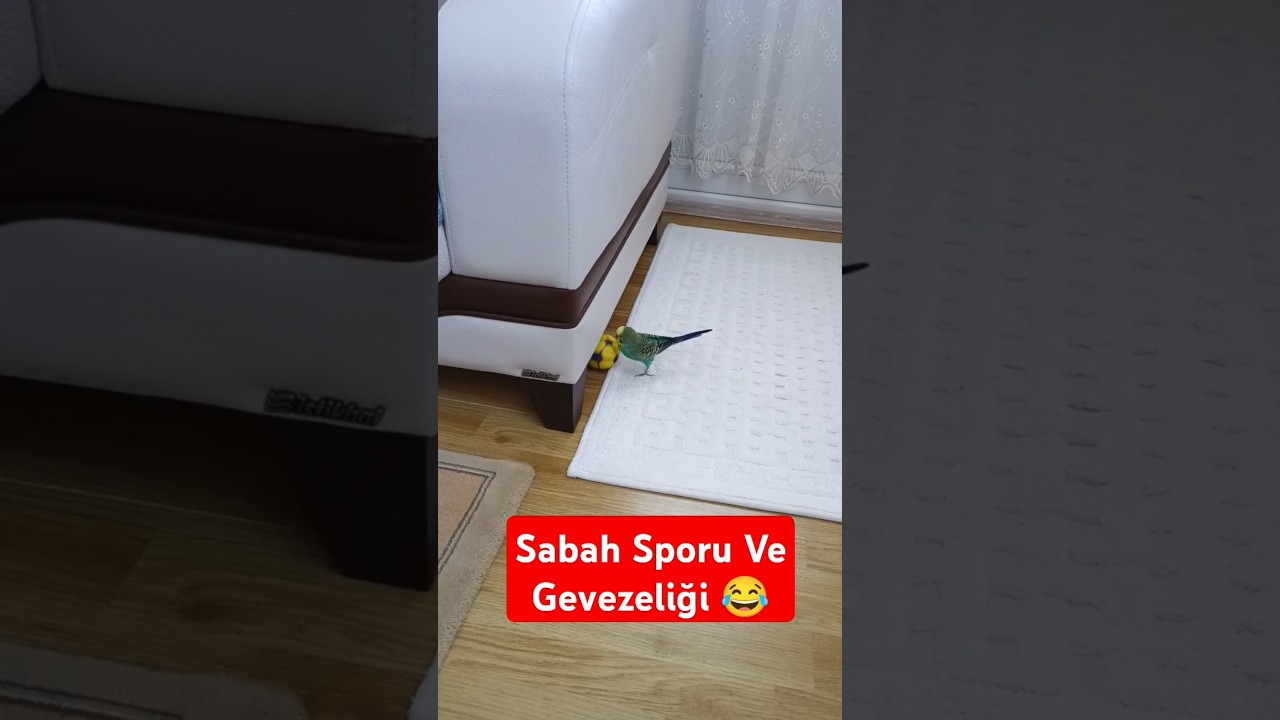 Sabah Sporu Ve Gevezeliği 😂 #muhabbetkuşufıstık #muhabbetkuslari #muhabbetkuşu #birds #parrot #cute