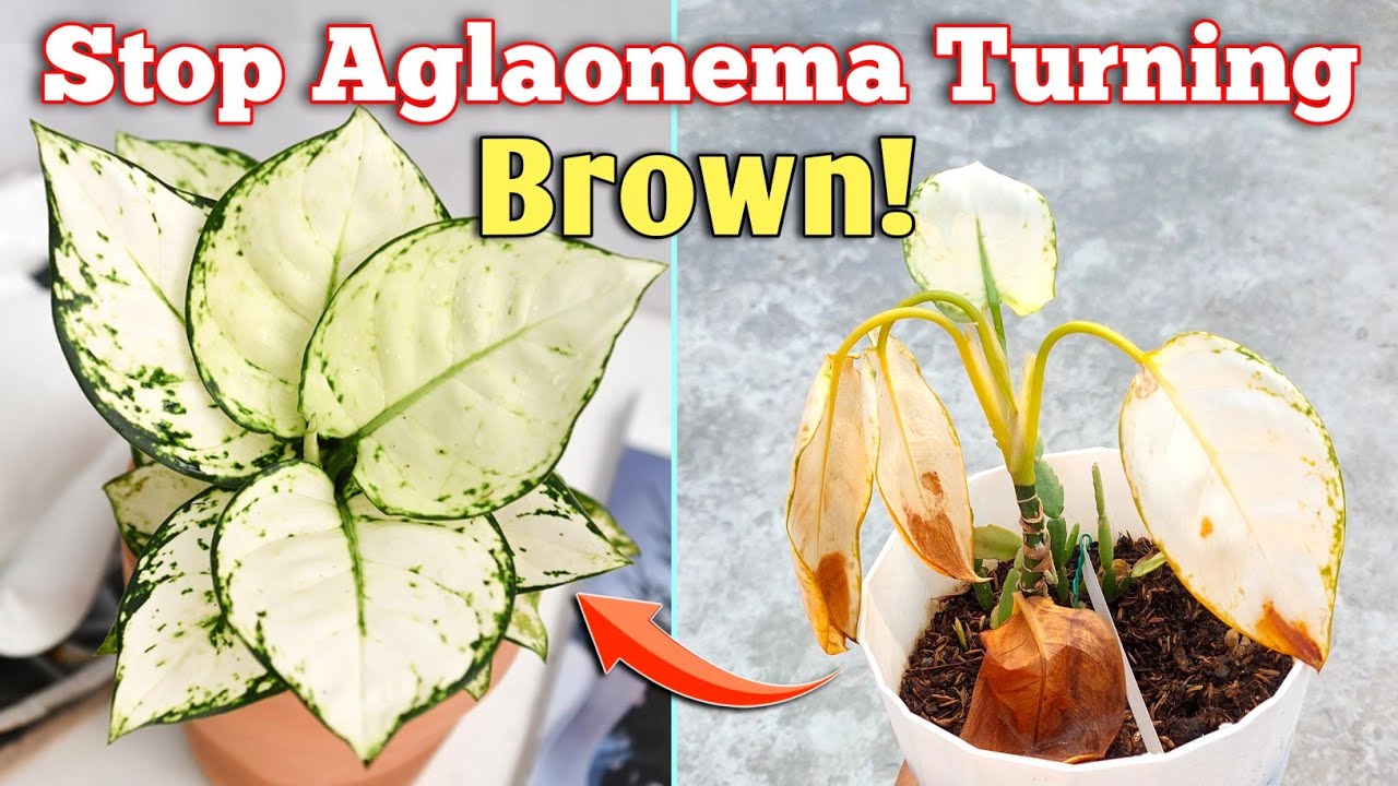 3 причины, почему листья вашей аглаонемы буреют! - // Советы по уходу за растением аглаонема