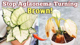 3 Reasons Your Aglaonema Leaves Turning Brown! - // Aglaonema Plant Care Tips