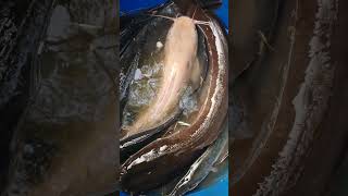 Big Size White Cat Fish