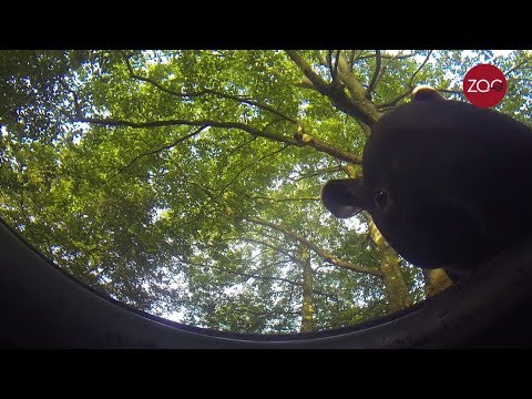 Zo drinkt een tapir