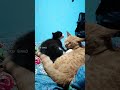 Tuxo cleaning his dad Tabby😻 #tabbyandcali #tabbycaliandtuxo #catvideos #kitten #kittenplaying #cats