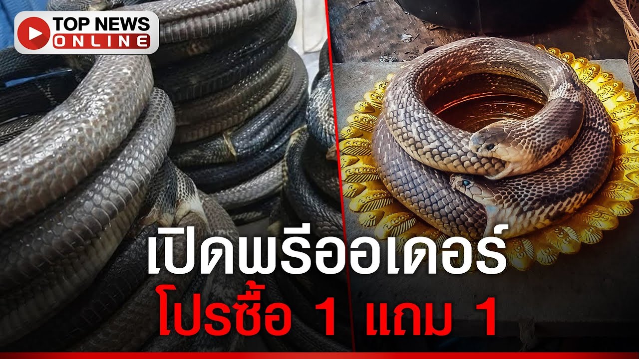 เพจดังแฉ ซากงูกินหาง หลังเป็นข่าวดัง ให้ ปชช.กราบไหว้ พรีออเดอร์ โปร ซื้อ 1 แถม 1