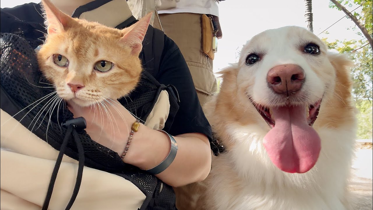 고냠미와 강아지가 같이 밖으로 산책다니면 생기는 일 ㅋㅋㅋㅋㅋ