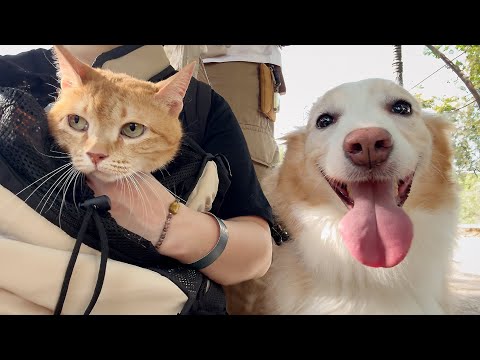 고냠미와 강아지가 같이 밖으로 산책다니면 생기는 일 ㅋㅋㅋㅋㅋ