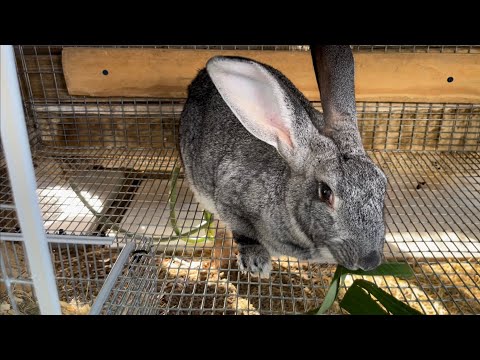 El parto exitoso de mi coneja chinchilla gigante americanada.(TAMBOLINA)
