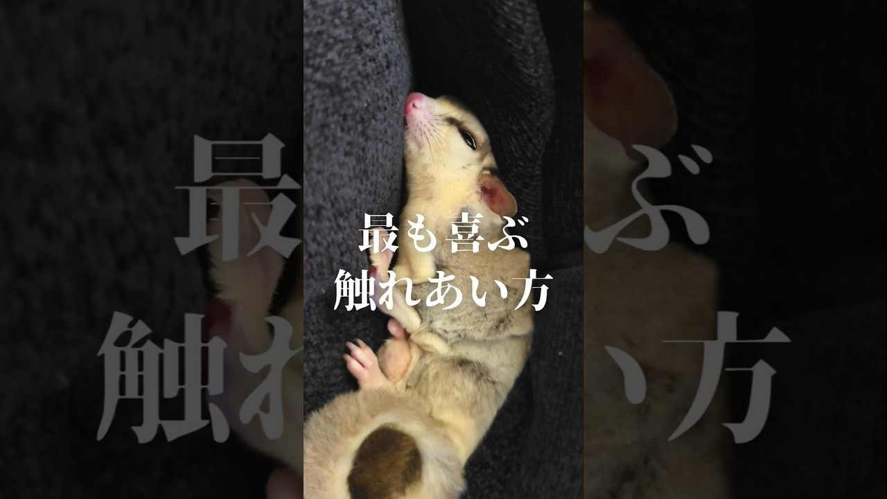 全てのモモンガが喜ぶ触り方
