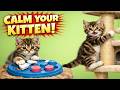 How Do I Get My Kitten to Stop Acting Crazy?