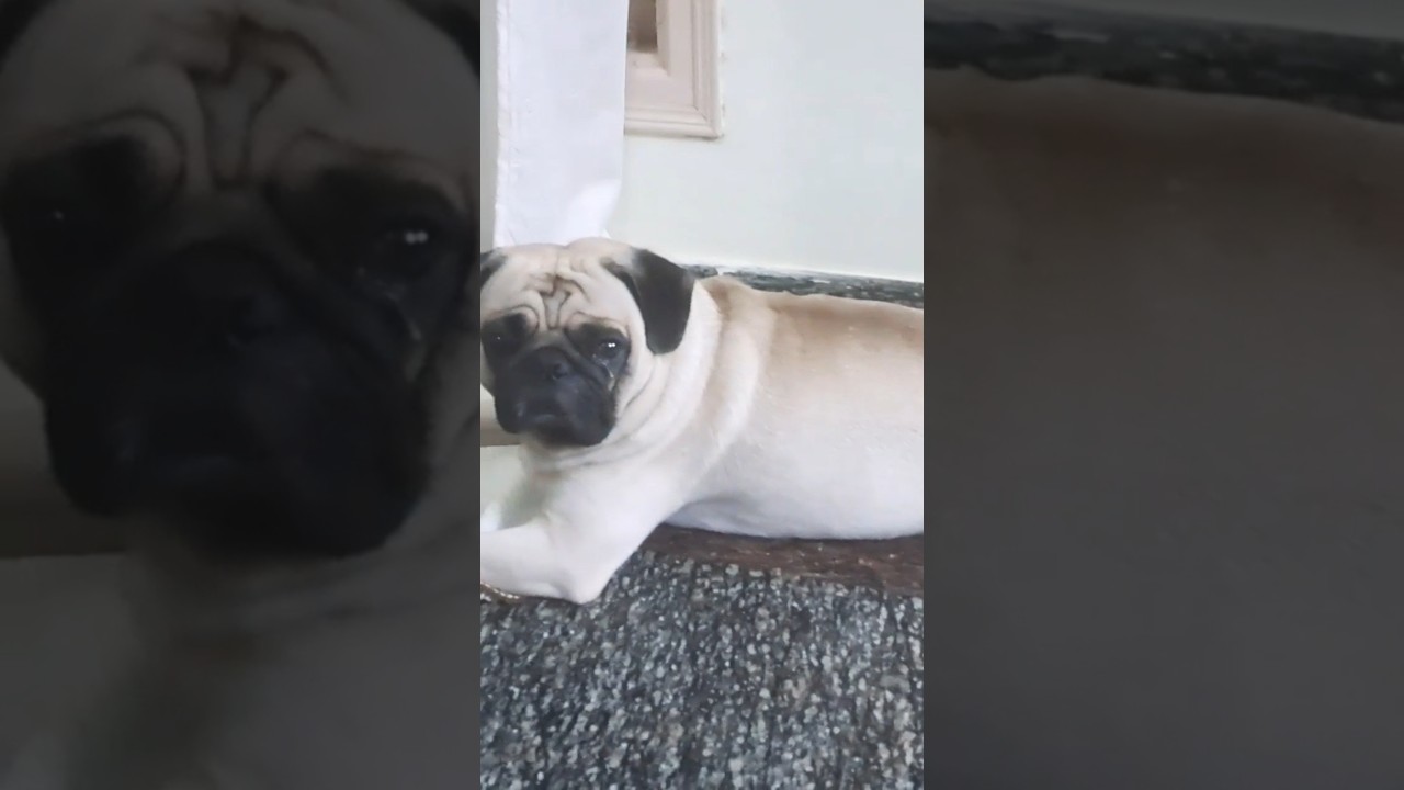 #pug