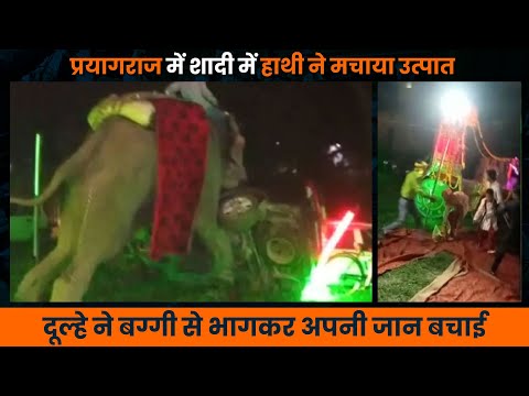 Viral Video : Prayagraj में Angry Elephant ने Marriage में मचाया उत्पात | KYN Post