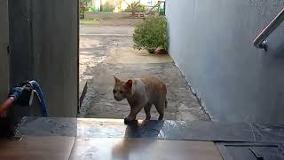 Exploring Night Outside... Chikya Come For Drinking Milk.