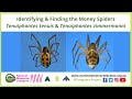 Identifying &amp; Finding the Money Spiders Tenuiphantes &amp; Tenuiphantes zimmermanni