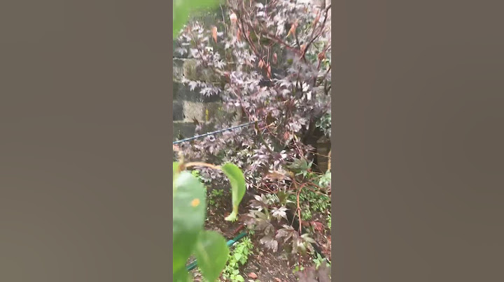 Helping Pear tree to stand straight so neighbors can’t get them #plants #pear #planting #garden