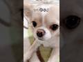 【サングラスのサイズ合ってないけどいいじゃん/流行り曲】#チワワ #chihuahua #ペット #可愛い #shorts #チワワちゃん #癒し #pets #cutedog #fyp