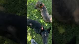 Tick season is amongst us! Thankfully no ticks today 😅 #ticksafety #puppy #gsds #funnydogs #funny