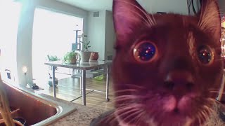 Funny And Cute Cats That Will Make Your Day A Little BETTER - #2022 Compilation by Funny Cats 868 views 2 years ago 4 minutes, 21 seconds